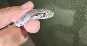 Adana’da evde yılan paniği!