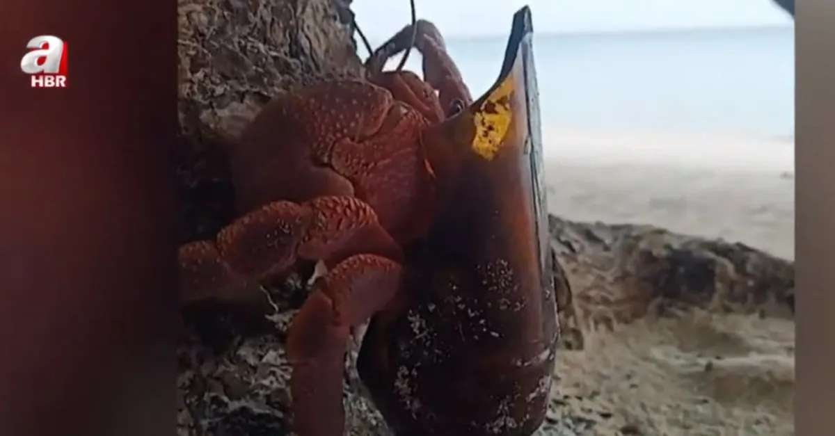 Keşiş yengecin kabuğu cam şişe