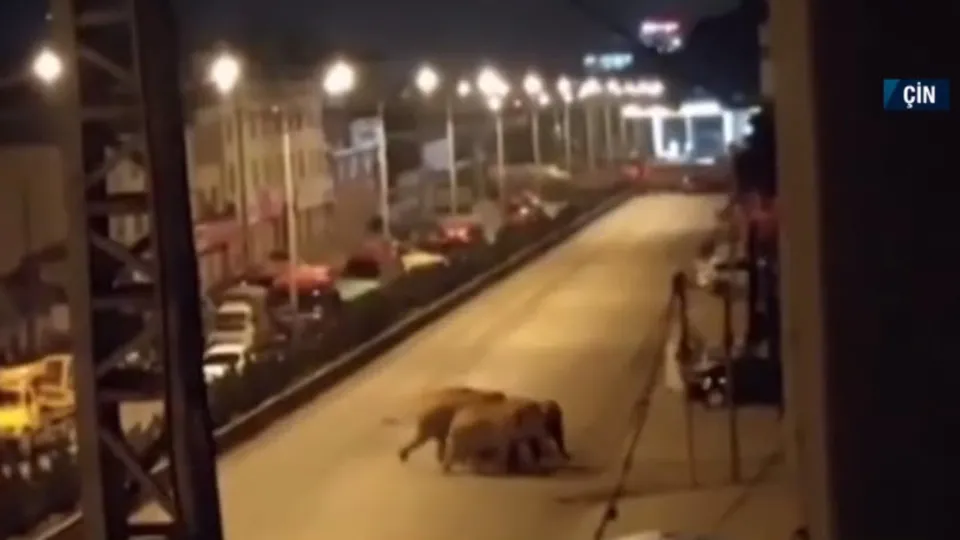 Yerleşim yerinde fil paniği! Şehre girmemesi için yollar kapatıldı