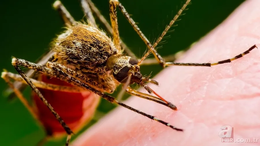 Çin’de virüs alarmı: Chikungunya virüsü nedir? Chikungunya hastalığı nasıl bulaşır, belirtileri neler, tedavisi mümkün mü? 4