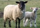 Kurban eti, derisi, bağırsakları gibi kurban ürünlerinin satılması caiz midir?