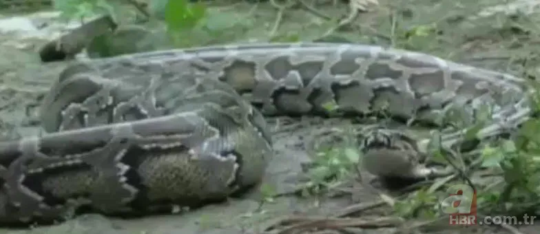 Dev piton timsahı yutmaya kalkıştı! Görenler inanamadı... 16