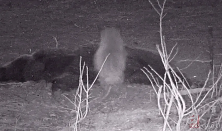 Rizeli esnafın tilkilerle gülümseten sohbeti! Böyle seslendi: Kahve mi çay mı yapayım? 12