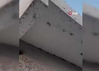 Evin dış cephesini sinekler istila etti