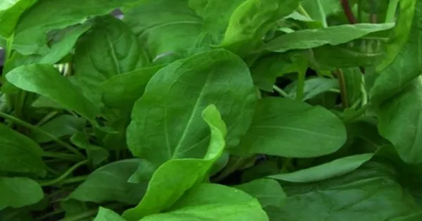 Doğada kendiliğinden yetişiyor! Yüzyıllar önce keşfedildi! Meğer en güçlü mikrop öldürücüymüş...