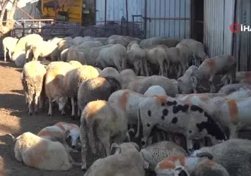 Kurbanlık alırken bu detaylara dikkat