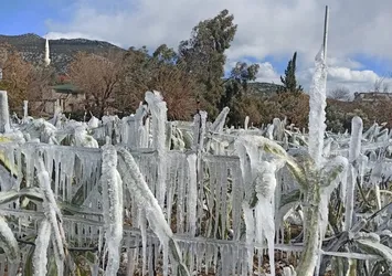 Su sıktığı ağaçları dondu: Bahçesi buz sergisine döndü