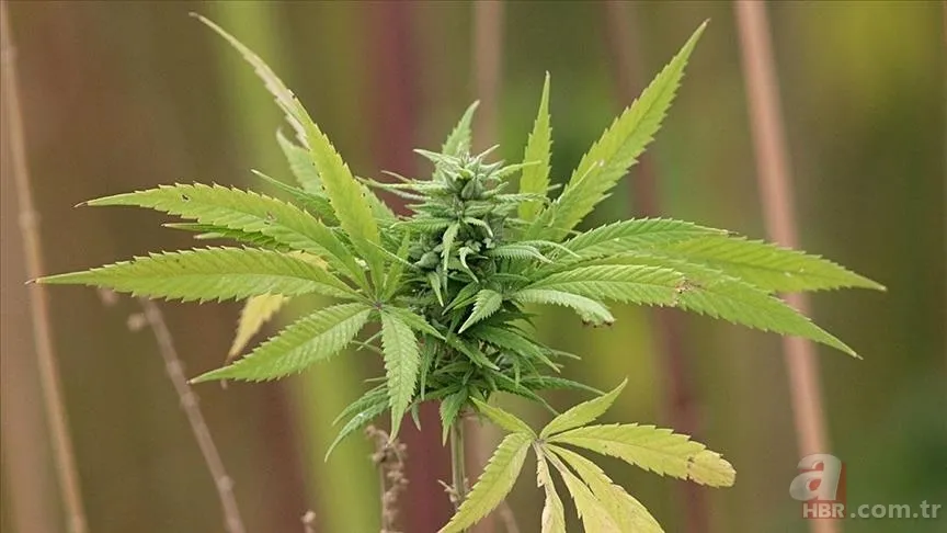 Tıbbi kenevir nedir, eczanelerde satılmaya başlandı mı? Sağlığa faydaları neler, hangi hastalıkların tedavisinde kullanılır? 1