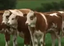 Uygun fiyatlı arpa ve mısır satılacak