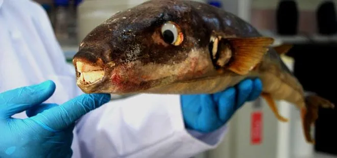 Kanser hastalarına çare olacak! Balon balığı zehrinin üretimi için çalışmalar başladı