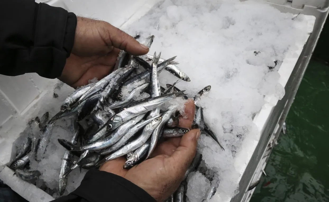 Karadeniz'de hamsi bereketi
