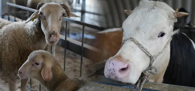 Kurban bayramına geri sayım başladı: İşte küçükbaş ve büyükbaş kurbanlık hayvan fiyatları...