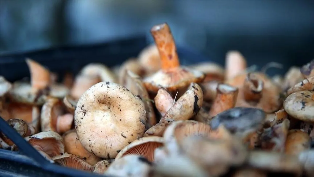 Kalp krizini tetikliyor: O mantarı sakın tüketmeyin!