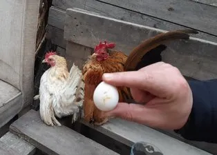 Boyu su bardağı kadar! Bu tavukların yumurtası el yakıyor