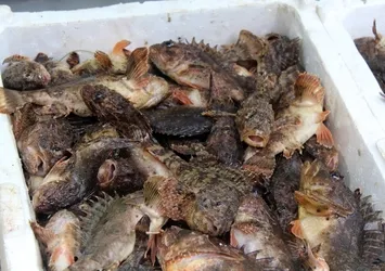 Sinop’ta tezgahlarda yerini aldı! Dışı zehirli içi lezzetli: Kilosu 300 lira!