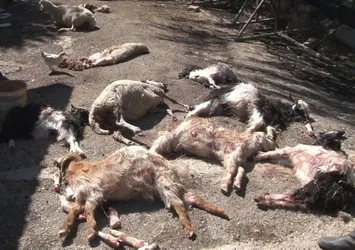 Başkent'te başıboş köpek vahşeti! 50’den fazla küçükbaş hayvanı telef etti! Sürü sahibi isyan etti