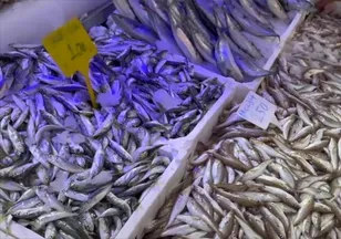 Balık avı sezonu bereketli başladı