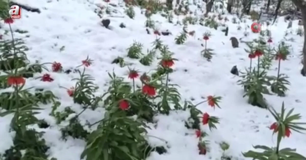 Van'da ters laleler kar altında kaldı
