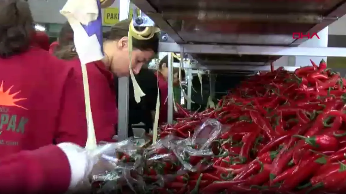 Savaş sonrası sebze ihracatında artış