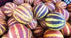 Elazığ’da şamama kavunu tezgahlarda