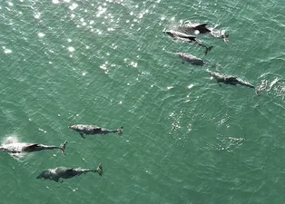 Görüntüler Sinop’tan! Türkeli açıklarında dronla görüntülendiler