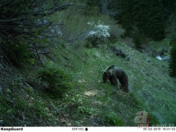 Dünyada ve Türkiye'de bir ilk! Aynı bölgede görüldüler 20
