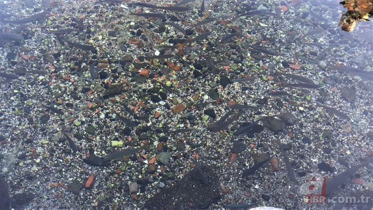 Avlanmasının günah olduğuna inanılıyor! Kars'ın gizemli balığı ...