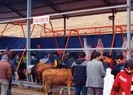 Kurban kesilirken dikkat edilecek hususlar nelerdir?