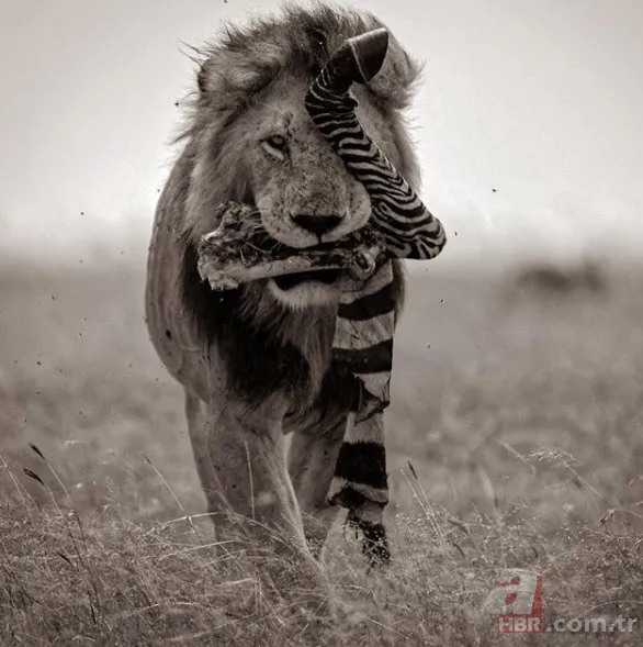 Böylesini daha önce hiç görmediniz 16