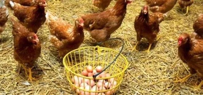 Son dakika: Yumurta üreticilerine destek! 90 gün vadeli satış yapılacak...