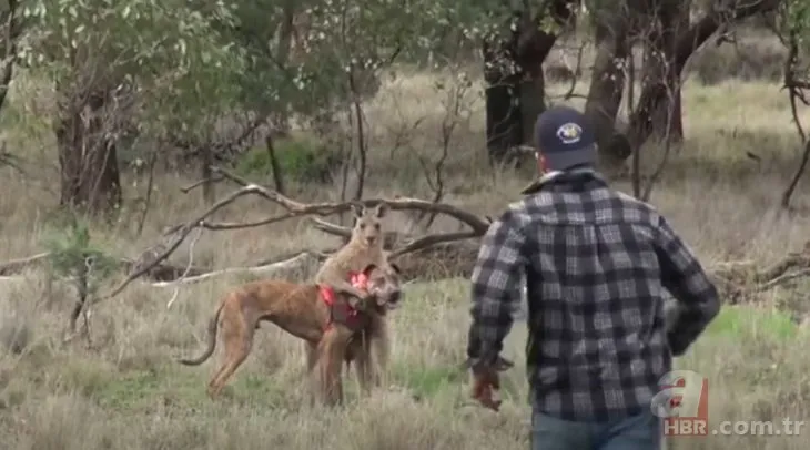 Köpeğini kurtarmak için kanguru ile karşı karşıya geldi! Tarih bu yumruğu yazar