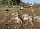 Ağıla saldırdılar!