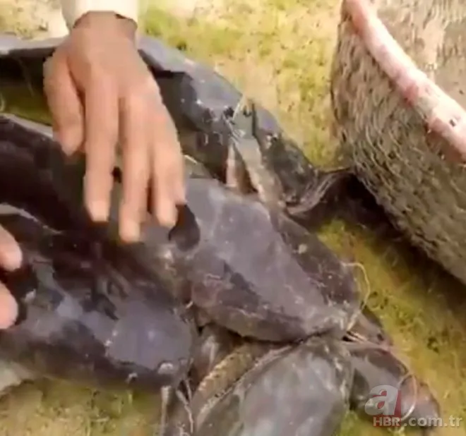 Avlayıp metrelerce ağzında böyle taşıdı! Amatör balıkçılar görüntüledi 17