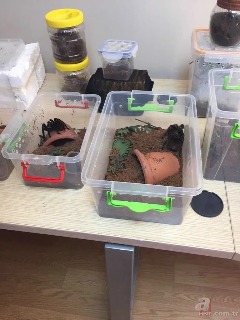 Terör operasyonundan tarantula çıktı 17