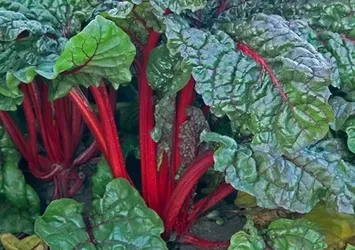 Adeta şifa kaynağı! Faydasını duyunca her gün tüketeceksiniz! A, C ve K vitamini eksik olanlar...