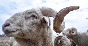 Kurban Bayramı ne zaman 2026? Arefe günü tatil mi: Kurban Bayramı tatili 9 gün olur mu, kaç gün sürecek?