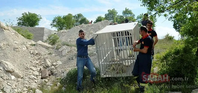 3 metrelik inşaat çukurunun içinde bulunan kurt kurtarıldı