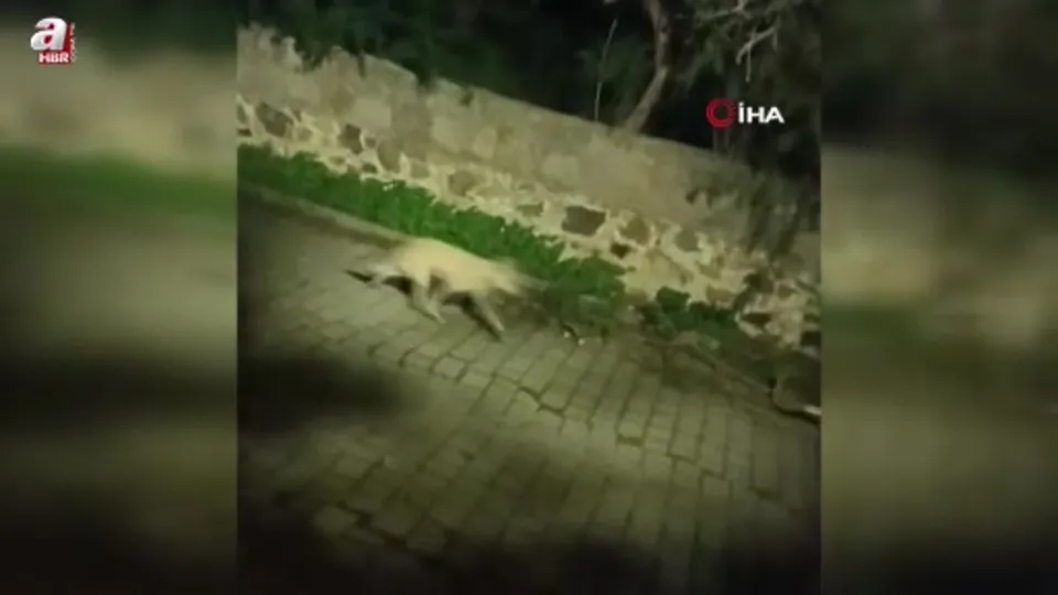 Bodrum’da kurt sürüsü görüntülendi