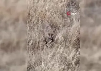 Şaban Dede mesire alanında tilki ile dostluk