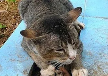 Sadakatin böylesi! Tam 1 yıldır...