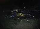 6 köpek zehirlenmiş halde bulundu