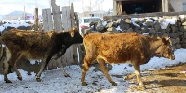Kütahya'da çiçek hastalığı paniği! İkinci bir duyuruya kadar yasaklandı - 3
