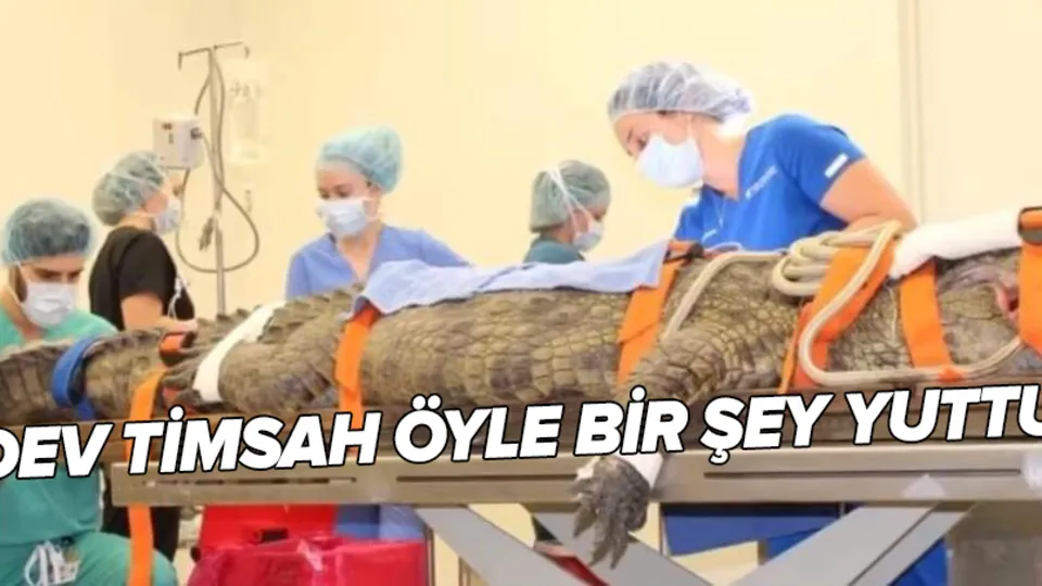 Son dakika: ABD'deki timsah çiftliğinde korku dolu anlar! Timsah ani bir hamleyle midesine indirdi