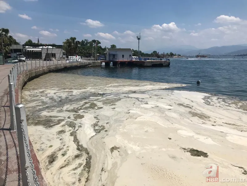 İzmit Körfezi'nde yeniden ortaya çıktı: Martı salyaya saplandı 7