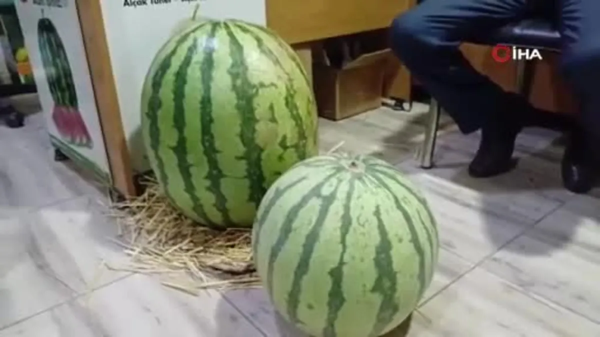 Batman'da yetiştirilen 42 kilogramlık karpuz Diyarbakır'a rakip oldu