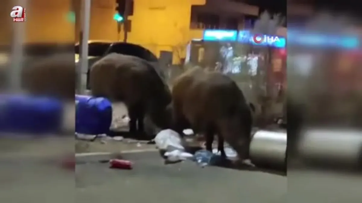 Balçova'da çöplere dadanan domuzlar iri cüsseleriyle şaşırttı