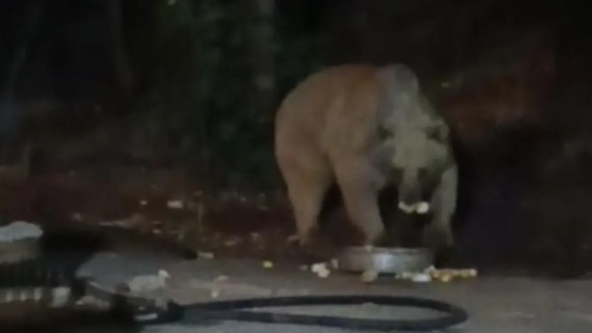 Şantiye alanına ayı indi! Karnı aç olan hayvan tepsideki yiyecekleri mideye indirdi