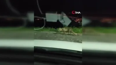 Aç kalan tilkiler şehre indi