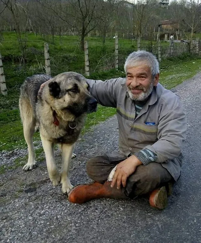 Yediği elmalar sonu oldu... İneğinin ölümüne kalbi dayanmadı
