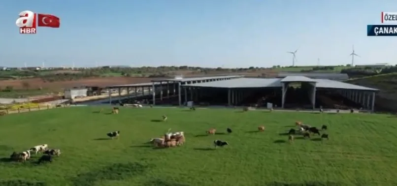 TÜBİTAK onaylı ilk A2 süt üretim tesisi! Bu tesiste hayvan refahı en üst düzeyde